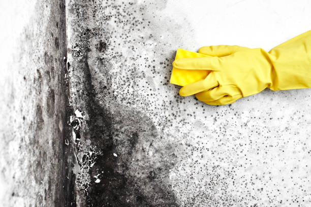 Best Black Mold Remediation in Meadowbrook, CA
