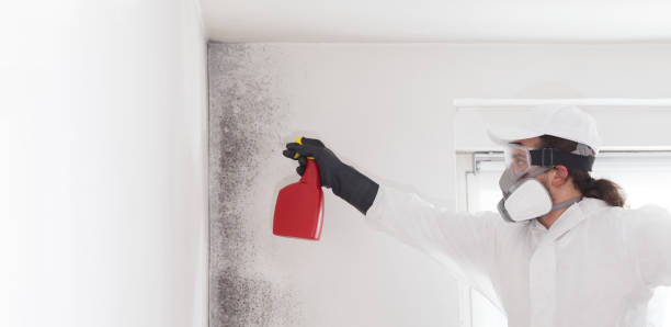 Meadowbrook, CA Mold Remediation Company