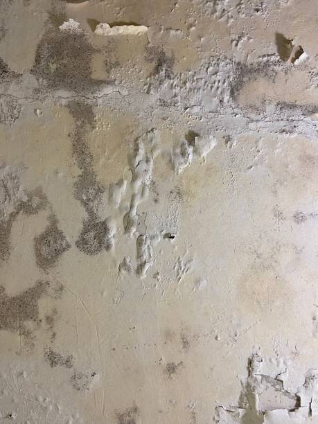 Best Basement Mold Remediation in Meadowbrook, CA