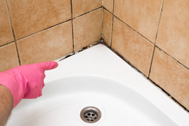 Best Post-Flood Mold Remediation in Meadowbrook, CA
